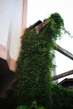 Yeşillik, yeşil bir sarmaşık, eski bir binanın kenarında çağlayarak doğal bir yeşillik perdesi oluşturur..
