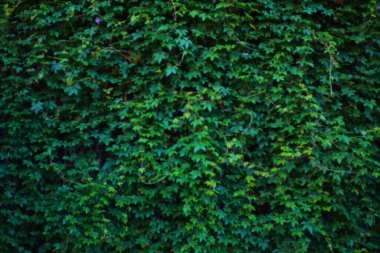 Bir kaç mor çiçekli yeşil sarmaşıkla kaplı bir duvar. Yapraklar gür ve canlı, doğal ve dokulu bir arka plan oluşturuyor..