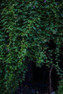 Koyu renkli bir kapı tamamen birkaç mor çiçekli yeşil sarmaşıkla kaplıdır. Yapraklar gür ve canlı, gizemli giriş için doğal, dokulu bir çerçeve oluşturuyor..