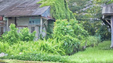 Bagan siapi-api,02 December 2024,-An old, abandoned building overgrown with lush vegetation. Rokan Hilir,Riau,Indonesia. clipart