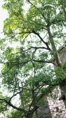 Parlak bir gökyüzüne karşı yemyeşil yaprakları olan uzun bir ağacın alçak açılı görüntüsü. Ağaç geniş bir alana yayılır ve bir yaprak örtüsü oluşturur..