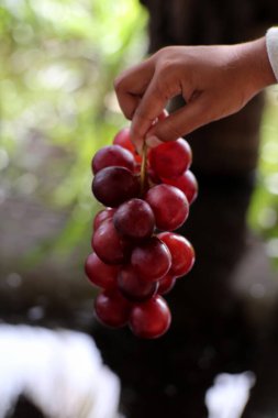 Bir el bir demet kırmızı üzüm tutuyor..