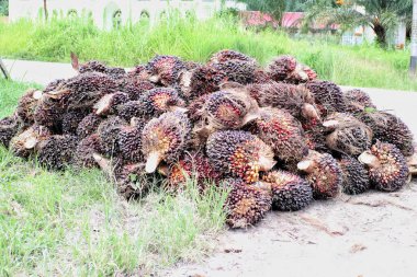 Yakından çekilmiş bir fotoğraf, yeni toplanmış bir yığın palmiye ağacının meyvesini yakalar..