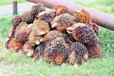 Yakından çekilmiş bir fotoğraf, yeni toplanmış bir yığın palmiye ağacının meyvesini yakalar..