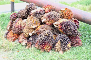 Yakından çekilmiş bir fotoğraf, yeni toplanmış bir yığın palmiye ağacının meyvesini yakalar..