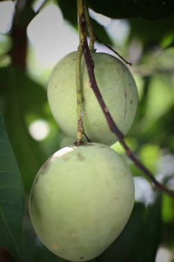 Bir ağaç dalında asılı iki yeşil mango görülüyor..