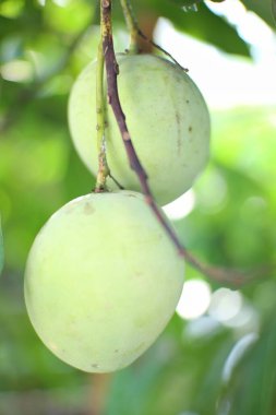 Bir ağaç dalında asılı iki yeşil mango görülüyor..