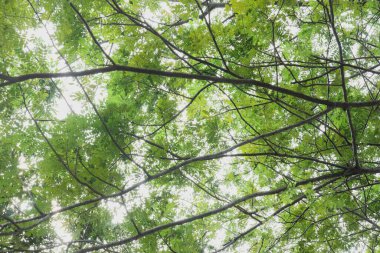 A dense canopy of leaves blocks out most of the sky. clipart