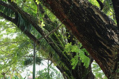 Kalın gövdeli uzun ağaçlar tropikal bir ortamda bir patika çiziyor..
