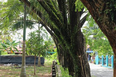 Kalın gövdeli uzun ağaçlar tropikal bir ortamda bir patika çiziyor..