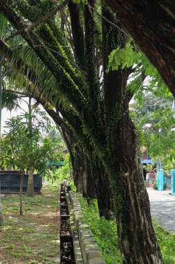 Kalın gövdeli uzun ağaçlar tropikal bir ortamda bir patika çiziyor..