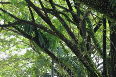 Yoğun bir ağaç örtüsü yemyeşil bitki örtüsüyle kaplıdır..