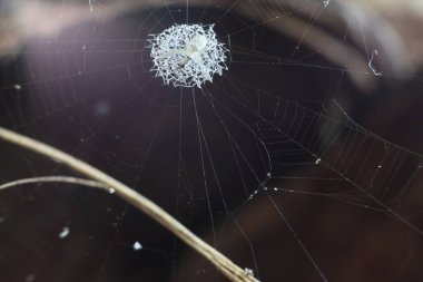 a small, white, round spider hanging gently in the center of a circular spider web. clipart