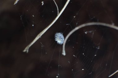 a small, white, round spider hanging gently in the center of a circular spider web. clipart