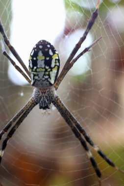 Örümcek, ağının merkezindedir..