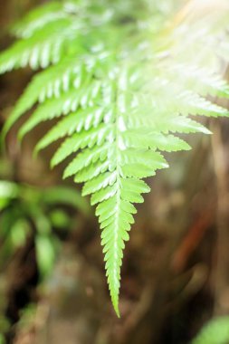 Yakın çekim, yeşil eğrelti otu yaprağının karmaşık detaylarını yakalar. Görüntü sağ üst köşede hafif bir parlama içeriyor ve hafif bir aydınlanma katıyor. Yaprağın narin yaprakları bulanık ve toprağa karşı keskin bir şekilde odaklanmıştır.