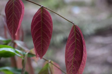 Yakın çekim, ince bir gövdeye bağlı görünen damar desenleri olan kırmızı yaprakları gösteriyor. Bulanık bir zemin üzerine kurulmuş, doğanın karmaşık ayrıntılarını ve canlı renklerini vurguluyor..