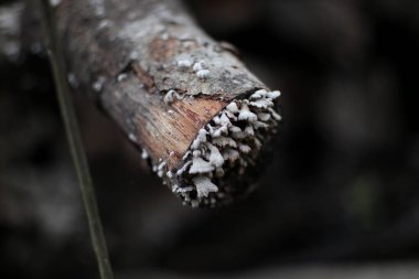 Yakın çekim beyaz mantarlarla kaplı çürüyen bir ağaç dalını gösteriyor. Görüntü, bozulma sürecinin dokularına ve karmaşık detaylarına odaklanır..