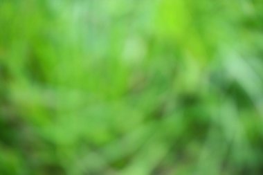 Yumuşak yeşil tonlardan oluşan bulanık arkaplan. Bokeh etkisi, doğal ve sükunet hissi uyandıran nazik ve odaktan uzak bir görünüm yaratıyor. Görüntü arka plan veya üstüste efektler için uygundur.