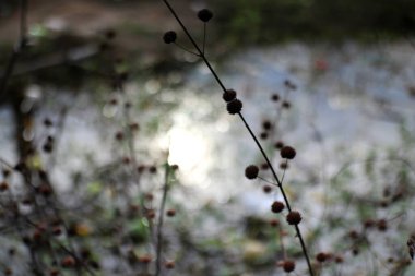 A close up shot of several dark, round flower buds on thin, dark stems against a very blurred background. The stems are in focus, but the background creates a light circle of out of focus white and light grey shapes. clipart