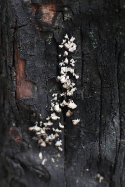 Yakın plan çekimde siyah bir ağacın kömürleşmiş kabuğunda büyüyen beyaz mantarlar görülüyor. Kabuğun siyah ve kahverengi tonların karışımı ile sert ve çatlak bir dokusu vardır. Mantarlar küçük, kümelenmiş ve desenli görünür..