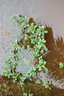 Çamurlu bir su kütlesinin yüzeyinde yüzen küçük, canlı, yeşil su bitkilerinin yakın plan görüntüsü. Su, bir palmiye ağacının silueti gibi etrafındaki nesnelerin yumuşak yansımalarını oluşturuyor. Yapraklar yuvarlak ve gür.
