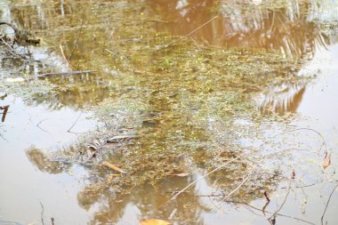 Sakin bir gölet yüzeyinde ağaçların yansımalarını gösterir, sığ su bitkilerle kaplıdır. Suda düşen yapraklar ve dallar da var..