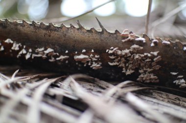 A close up shot of a brown tree branch with edged, serrated edges, which is covered with small, white fungus growing on it, resting on a bed of dried leaves. clipart