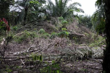 Tropikal bir ormandaki ağaçların ve yaprakların yere saçıldığı bir fotoğraf sergisi. Ormanların tahrip edilmesinin etkisi açıkça görülebilir. Düşen dallar ve kütüklerle yıkılmış bir manzarayı resmediyor..