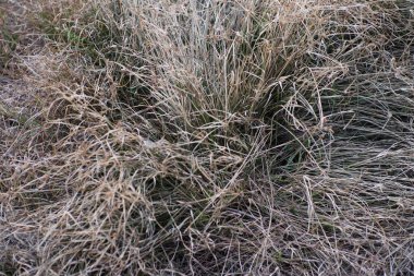 Bir tarlada kurumuş otların yakın plan görüntüsü, kahverengi ve altın renkli bir şemayı gösteriyor. Doku pürüzlü ve karmaşıktır, kışın otların tipik bir örneği. Bu doğal sahne doğanın desenlerinin ve renklerinin basitliğini gösteriyor..