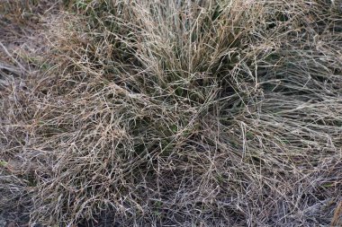 Bu resim, kuru, kahverengi çimlerin detaylı bir yakın plan görüntüsünü sunar. Kurumuş bitkinin karmaşık ve kaotik dokusu doğal, organik bir desen oluşturur. Genel tonu toprağımsı ve sessiz, hassas, solgun durumu vurguluyor.