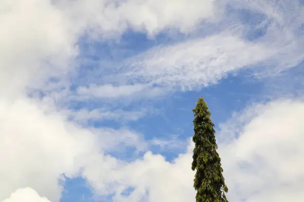 Uzun yeşil bir ağaç, huzurlu bir günde beyaz kabarık bulutlarla dolu açık mavi bir gökyüzüne uzanır..