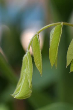 Büyüleyici bir yakın plan, canlı yeşil renklerini ve karmaşık dokularını gözler önüne sererek bahar yapraklarının narin çıkışını gözler önüne seriyor. Yumuşak odak arkaplanı gelişmekte olan bitki yaşamına odaklanmamızı sağlar..