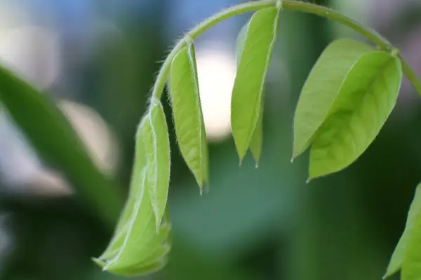 Gelişmekte olan yaprakların yakın görüntüsü, canlı yeşil bir renk ve hassas bir doku sergiliyor. Görüntü, ilkbahar yenilenmesinin özünü ve doğal büyümenin güzelliğini yansıtıyor..