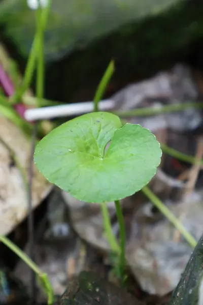 Detaylı bir yakın plan çekimi, Asya Pennywort yaprağının karmaşık detaylarını yakalar, canlı yeşil rengini ve bulanık doğal bir arka plana karşı eşsiz dairesel şeklini gösterir..