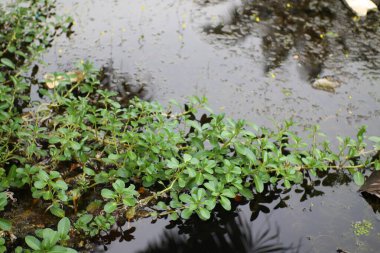 Canlı bir su bitkisi gösterisi sakin bir su kütlesinde gelişir. Yeşilli yeşil yaprakları yumuşak bir şekilde karanlık yüzeye yansıyarak doğal güzelliğin huzurlu bir manzarasını yaratıyor..