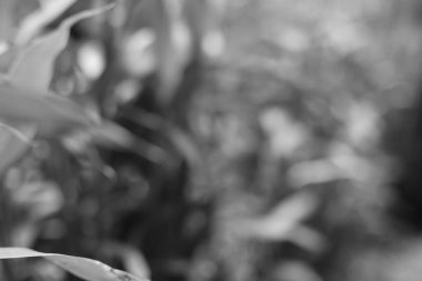 Tek renkli bir yaprağın sanatsal bulanıklığı, ışık ve gölgenin etkileşimi, ince bir arkaplan elementi kadar mükemmel..