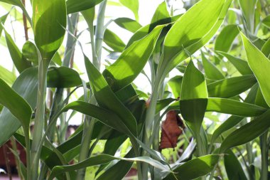 Yeşilli yeşil bambu sapları ve yaprakları filtrelenmiş güneş ışığıyla canlı ve doğal bir desen oluşturur. Doğa, zen ve büyüme temaları için ideal.