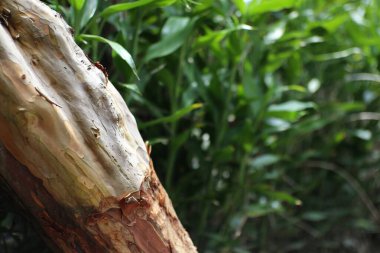 Bir ağaç gövdesinin karmaşık dokusunu gösteren yakın plan bir resim, canlı yeşil yaprakların bulanık zeminine karşı kurulmuş, doğanın dokusunu aydınlatan.