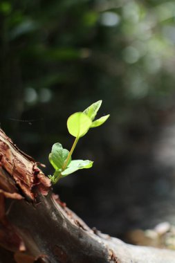 Yıpranmış odunların arasından geçen küçük yeşil bir filiz, dayanıklılığı ve doğada yeni bir büyüme vaadini simgeliyor..