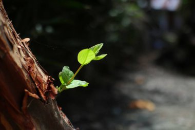 Yıpranmış, desenli ağaç gövdesinin yanından taze yeşil bir filiz çıkar. Bu, doğadaki esnekliği ve yeni başlangıçları sembolize eder..