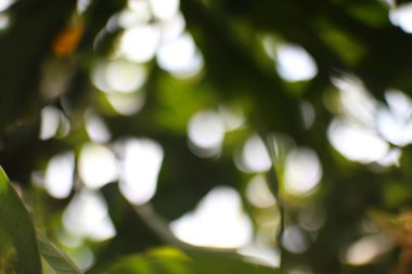 Odak dışı yeşillikler sergilenen soyut bir resim, benekli güneş ışığı rüya gibi, bokeh dolu bir kompozisyon yaratıyor. Doğal ve barışçıl bir atmosfer olduğunu gösteriyor..