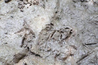 Yakın çekim, çamurun karmaşık dokusunu, hayvan izlerini, işaretleri ve zengin bir toprak paletini gözler önüne seriyor..