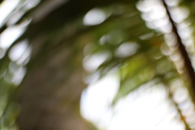 Soyut bir bokeh görüntüsü bulanık, canlı yeşil palmiye yaprakları, rüya gibi ve tropikal bir atmosferi çağrıştırıyor..