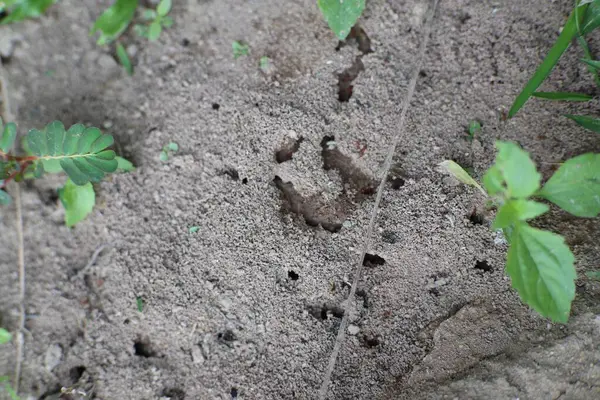 Detaylı bir yakın plan karınca yuvasının karmaşık tünel ve oda ağını ortaya çıkarıyor. Etrafını çevreleyen küçük yeşil bitkilerle ince dokunuşlu toprak..