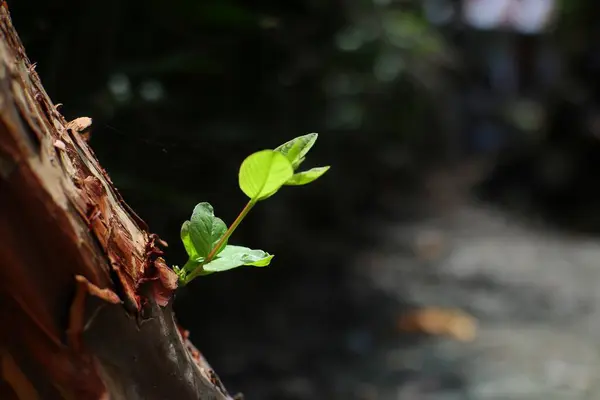 Yıpranmış, desenli ağaç gövdesinin yanından taze yeşil bir filiz çıkar. Bu, doğadaki esnekliği ve yeni başlangıçları sembolize eder..