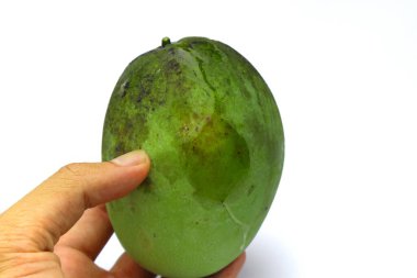 Yakın plan çekimde taze, olgunlaşmamış yeşil bir mangoyu beyaz arka planda nazikçe tutan bir el görülüyor. Mangonun derisi canlı yeşil bir renk sergiler. Tropikal kökenine ve besin değerine işaret eder. Bu görüntü tazeliği çağrıştırıyor.