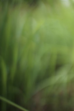 Canlı yeşil yaprakların yer aldığı bulanık soyut bir yapı, doğanın dingin özünü uysal dokular ve yumuşak ışıkla anımsatıyor, doğal bir tazelik.