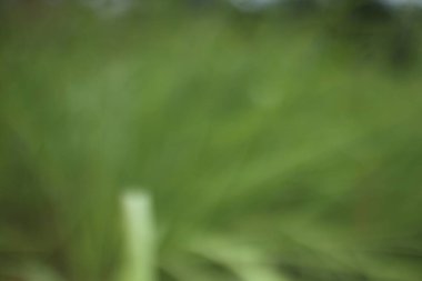 Soyut, bulanık bir görüntü, zümrüt yeşili tonlar ve huzur dolu, yumuşak, rüya gibi bir doğal dünyayı çağrıştırıyor..