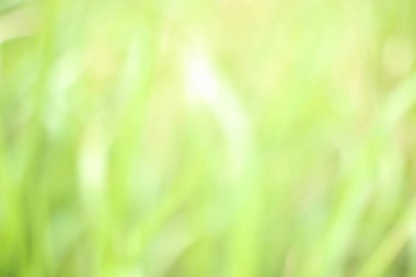 Yeşilli, soyut doğa arka planı. Bulanık ve bokeh etkisiyle, bahar ya da yaz hissi yaratmak için ideal..